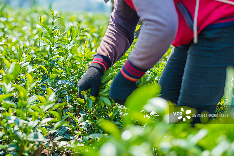 越南林同省保禄茶园工人照片图片素材