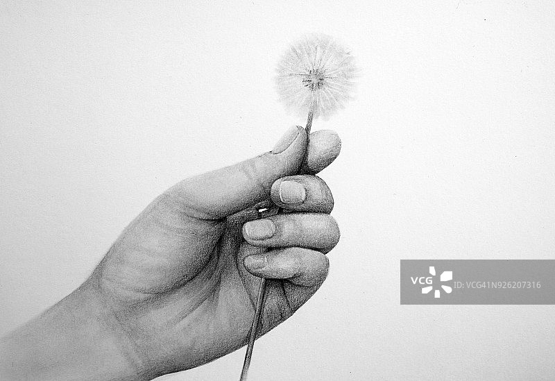 手持蒲公英插画图片素材