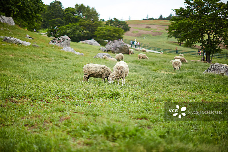 平昌郡的大关岭羊群牧场图片素材