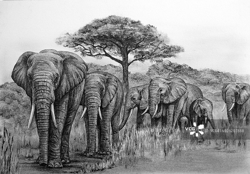 大象插图图片素材