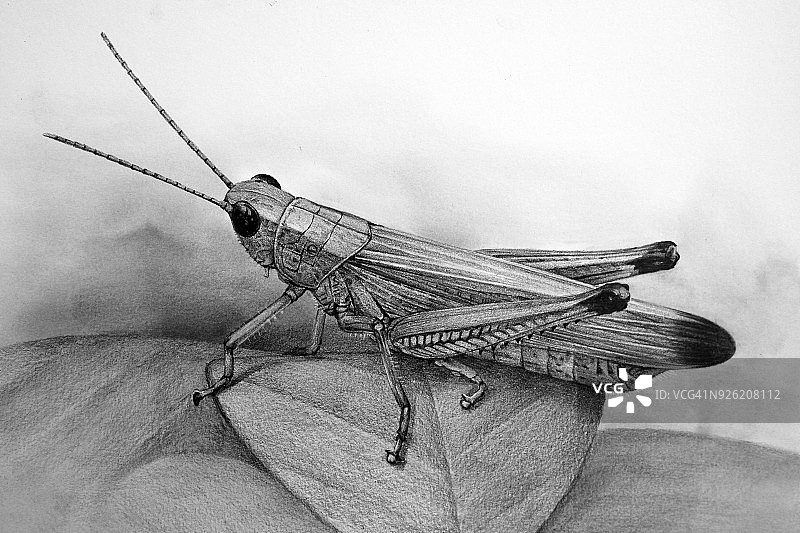 蚱蜢插图图片素材