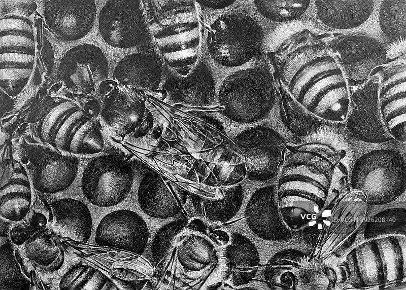 蜜蜂插画图片素材