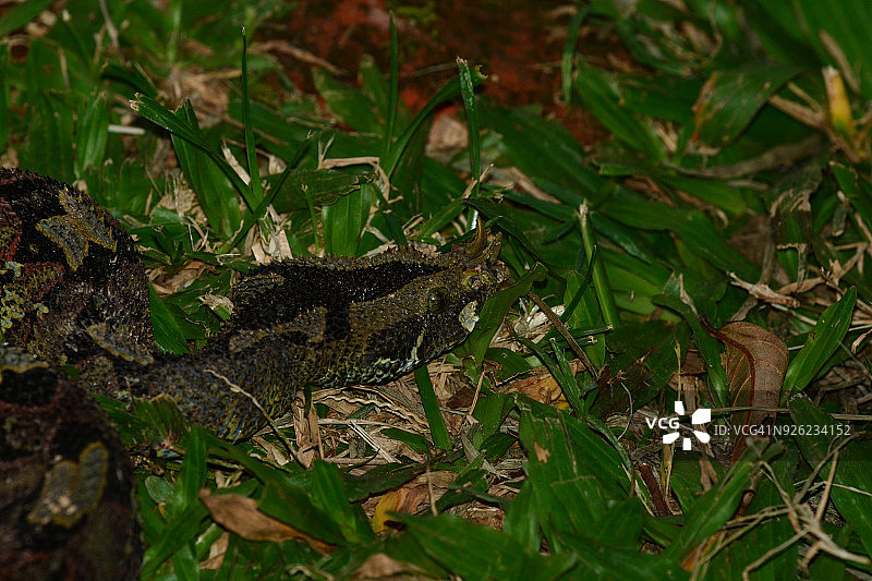 犀牛角蝰蛇图片素材