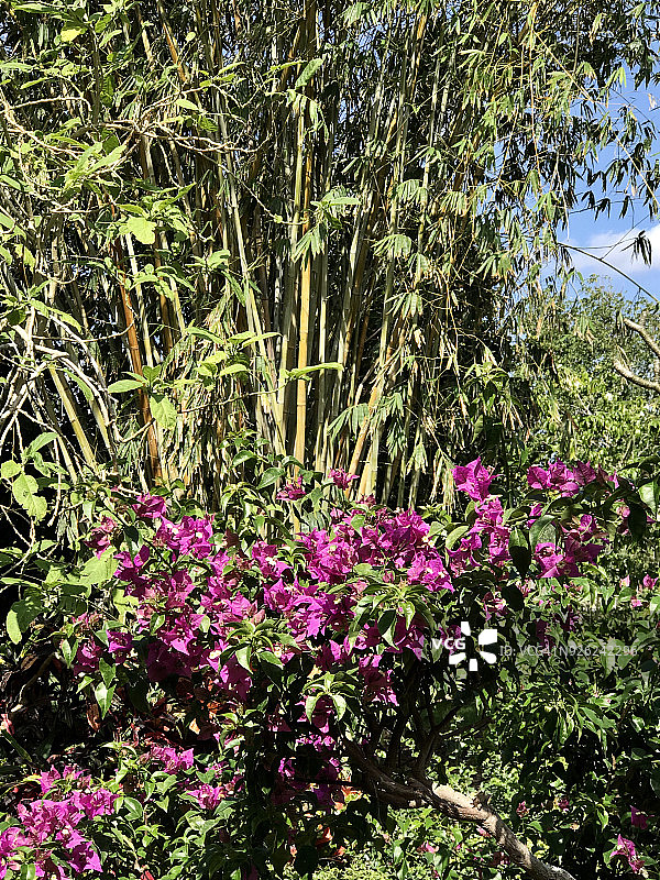 三角梅与竹子图片素材