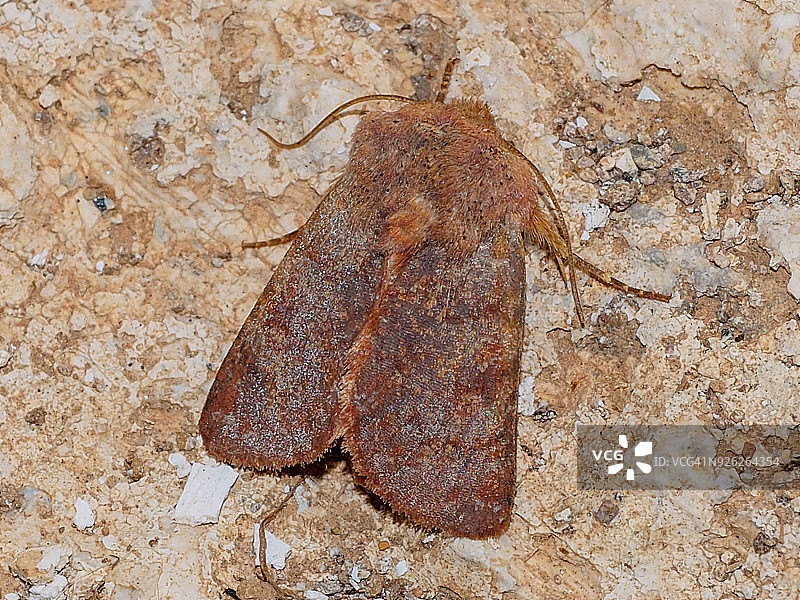 蛾类(Metopoceras felicina)图片素材