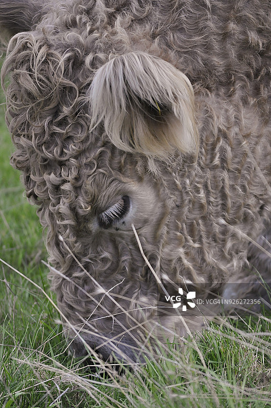 带状加罗韦牛图片素材