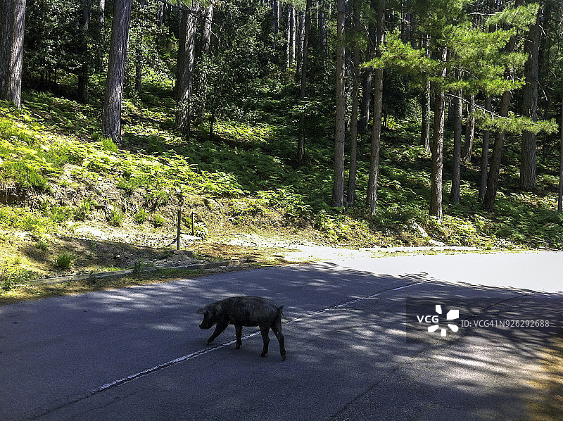 科西嘉岛埃维萨附近艾托内的森林中自由漫步的野猪图片素材