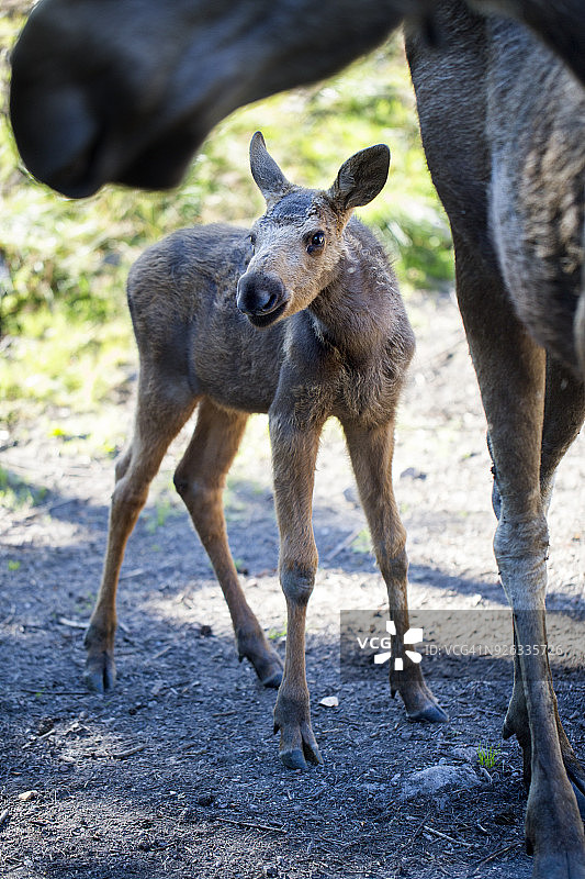 小驼鹿和它的母亲图片素材
