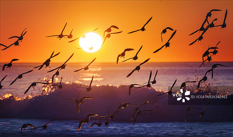 海浪与日出背景下的群鸟飞翔全景图片素材