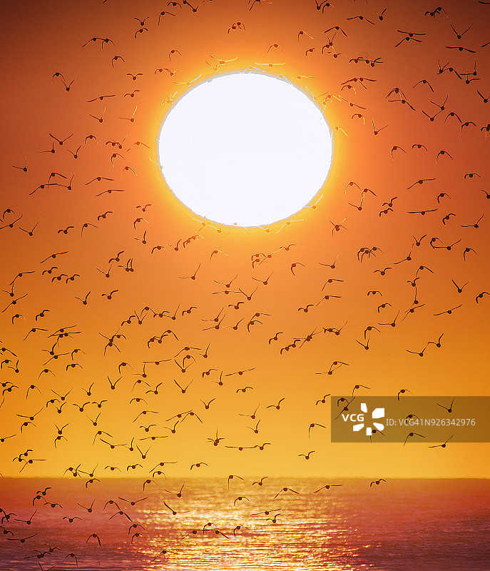 纽约长岛琼斯海滩的鸟群日出图片素材