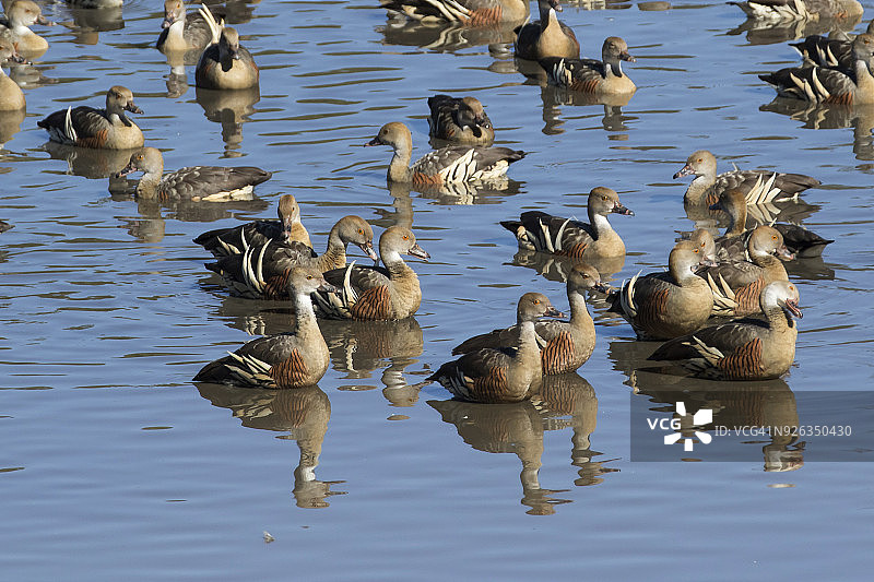 凤头树鸭鸟群图片素材