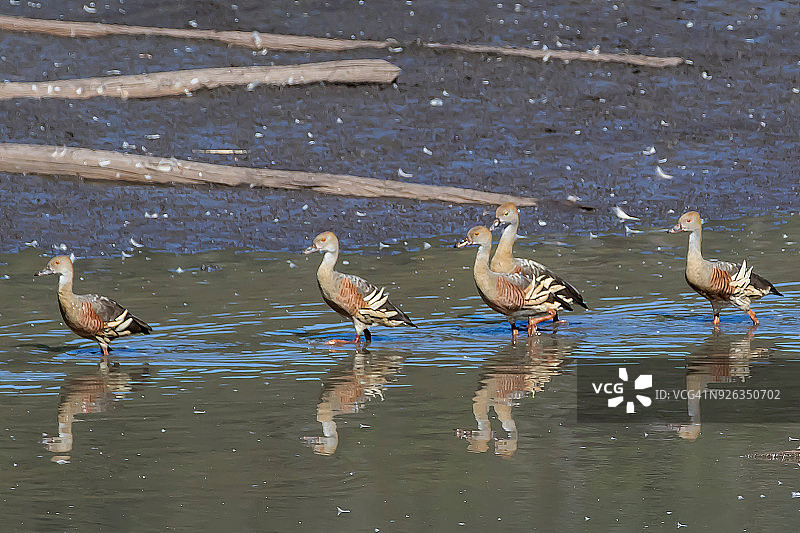 涉水的凤头鸭图片素材