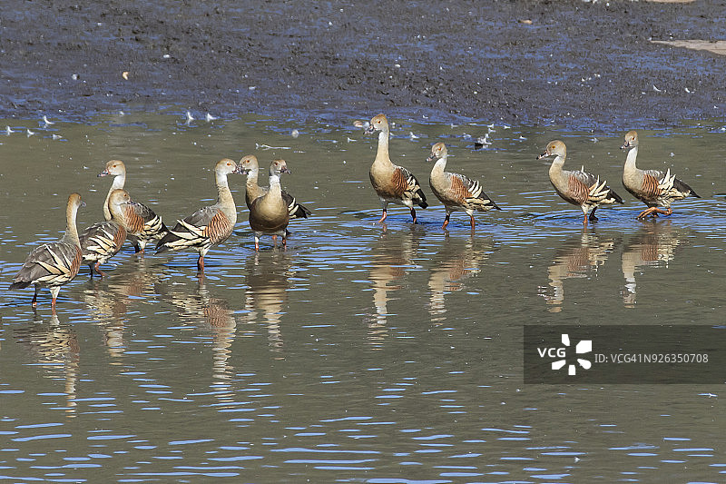 涉水的凤头鸭图片素材