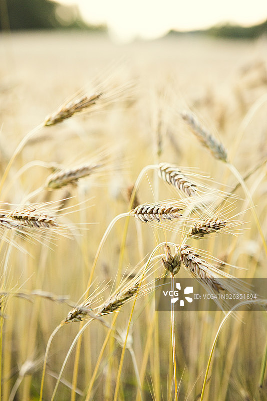 麦田特写图片素材