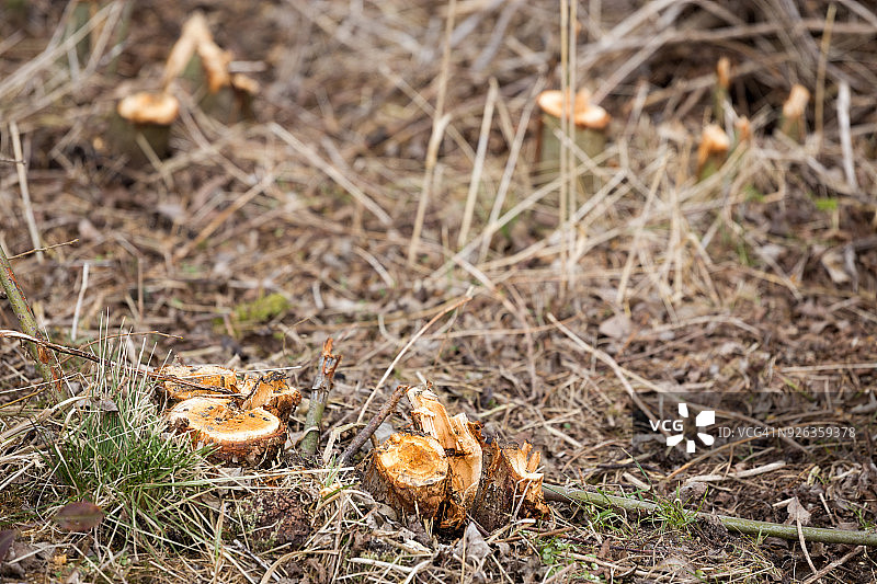 森林中被非法砍伐的树干图片素材