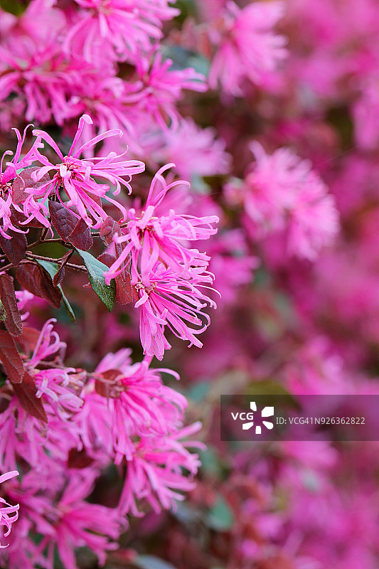 盛开的 Loropetalum 灌木图片素材