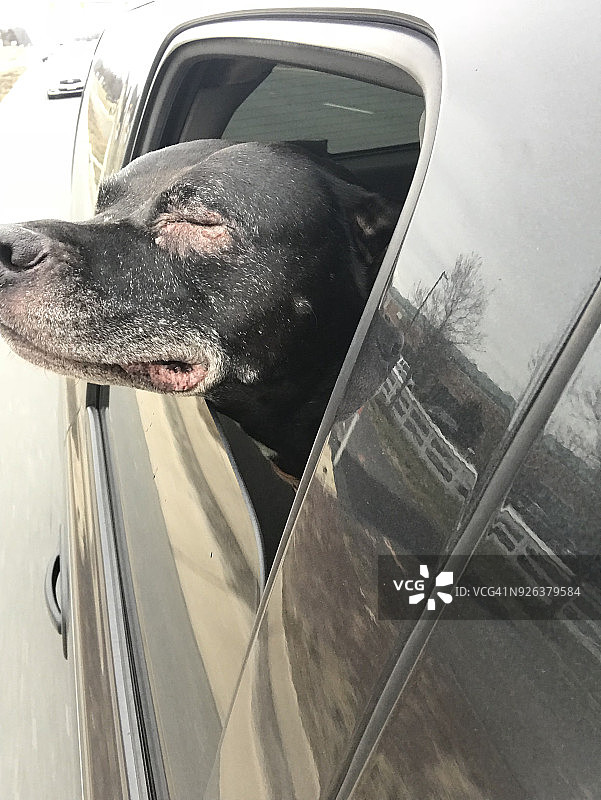 乘坐汽车的斗牛犬图片素材