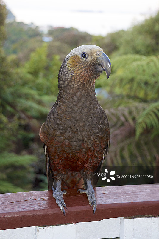 友善的啄羊鹦鹉（Nestor notablis）正在拍照图片素材
