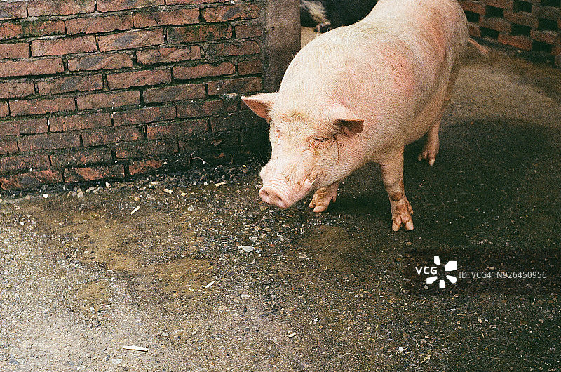 农场里的一头猪图片素材