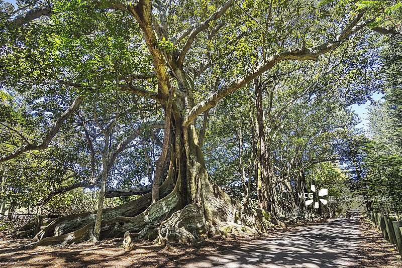 诺福克岛的莫顿湾榕树图片素材