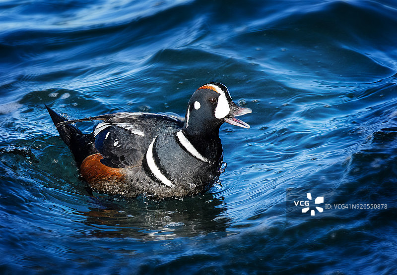 在琼斯海滩张着嘴的丑鸭图片素材