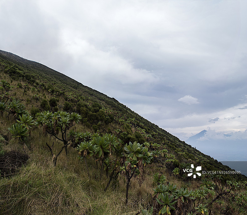 尼拉贡戈火山上的植被图片素材