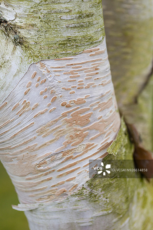 喜马拉雅桦树皮图片素材