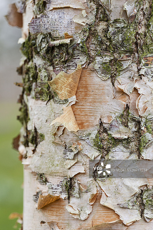 ‘狐狸谷’黑桦树皮图片素材
