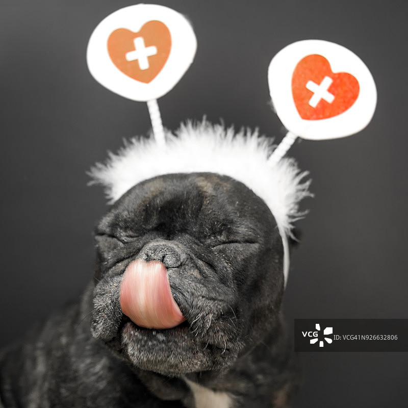 哺乳犬图片素材