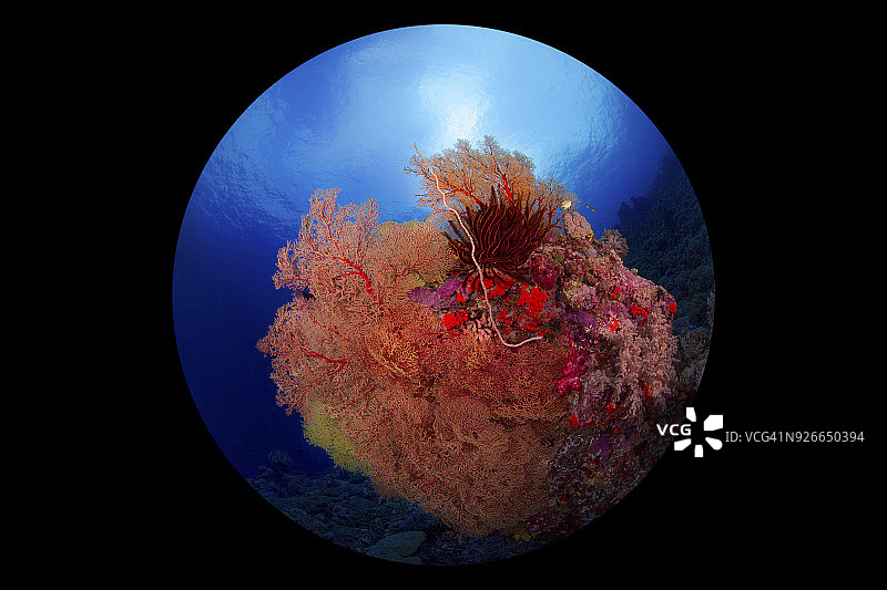 巨型海扇的珊瑚礁场景图片素材