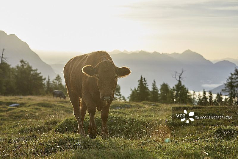 奥地利蒂罗尔州米明高原，日出时分高山草甸上的奶牛图片素材