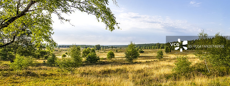 德国下萨克森州吕讷堡石楠草原图片素材
