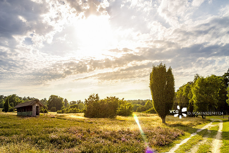 德国下萨克森州吕讷堡石楠草原图片素材