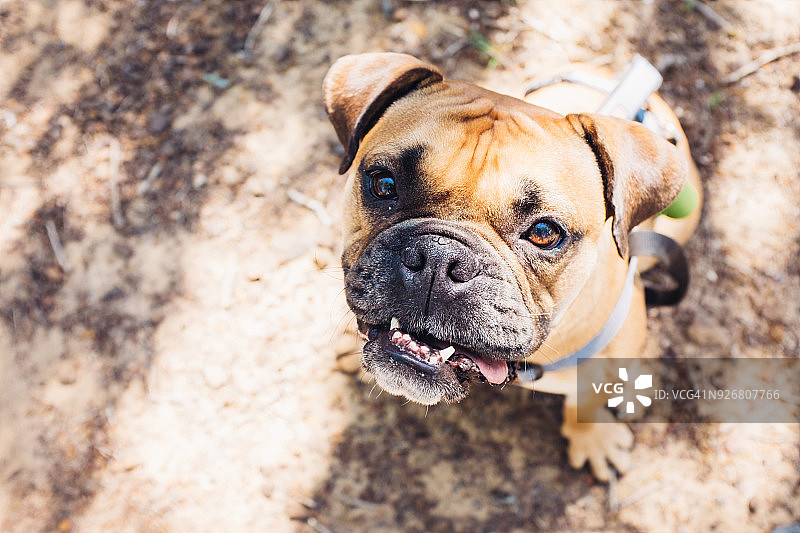 拳击手肖像图片素材