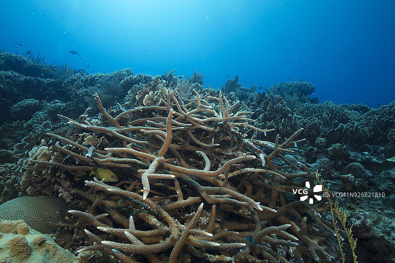 位于罗阿坦岛西部，科奇诺斯群岛附近的 Seamounts 海山，洪都拉斯海湾群岛。健康硬珊瑚的水下景观图片素材