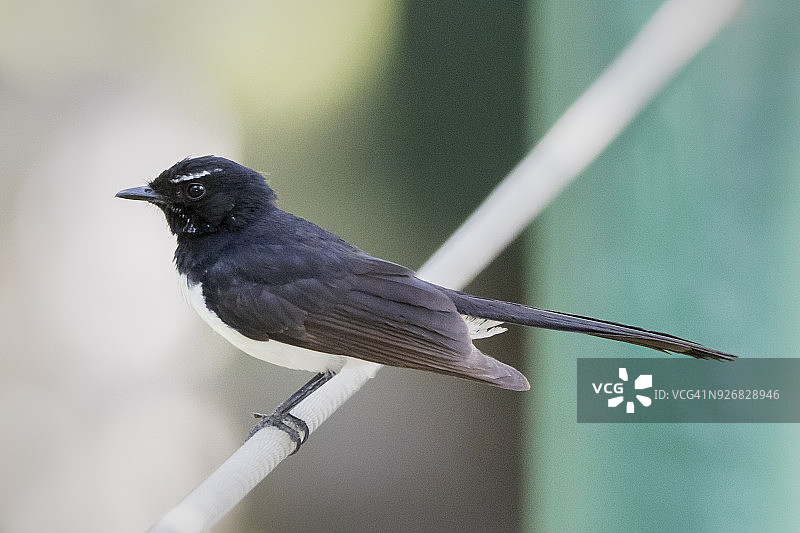 澳洲扇尾鹟图片素材