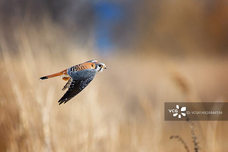 布鲁克林金色背景下的美洲隼图片素材