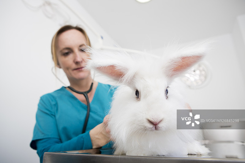 兽医为安哥拉兔做牙科检查图片素材