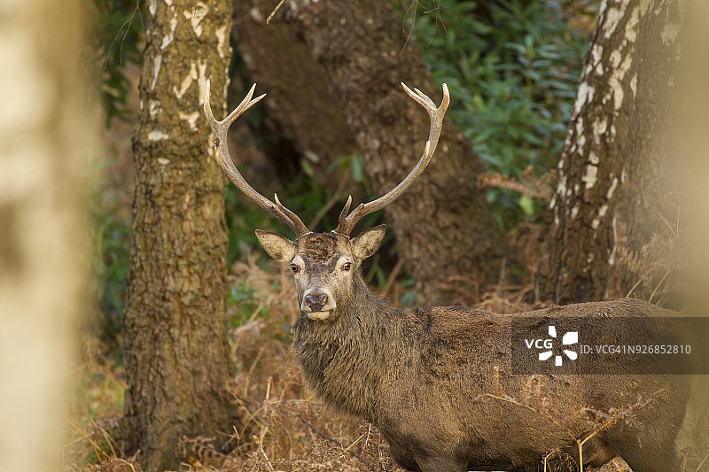 乡村环境中的红鹿（马鹿）肖像图片素材