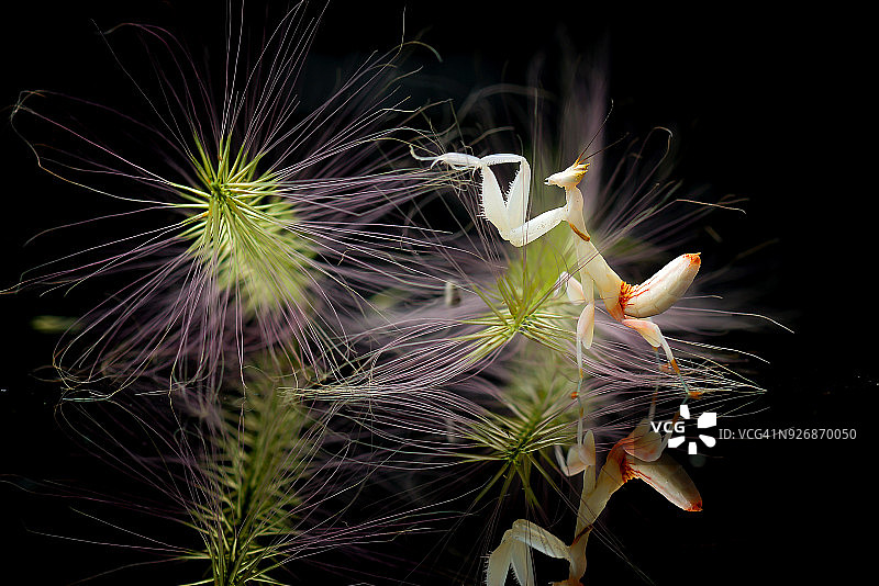 印度尼西亚的兰花螳螂图片素材