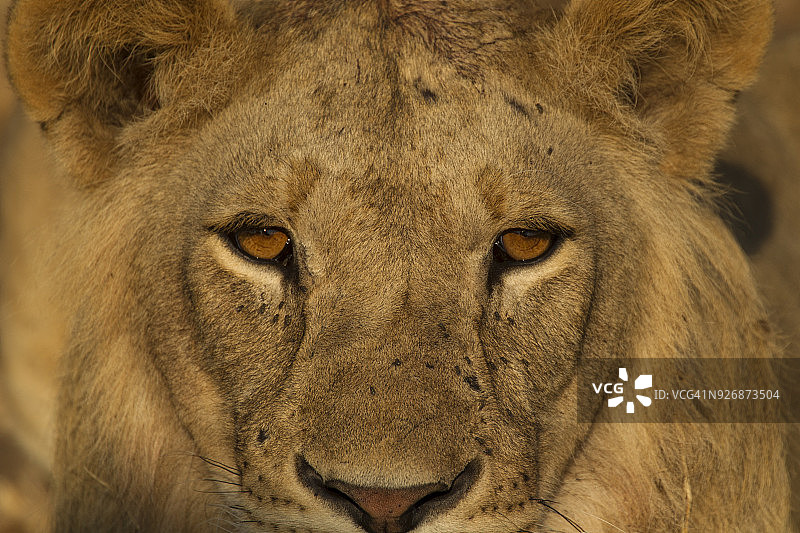 非洲坦桑尼亚塔兰吉雷国家公园的狮子特写图片素材