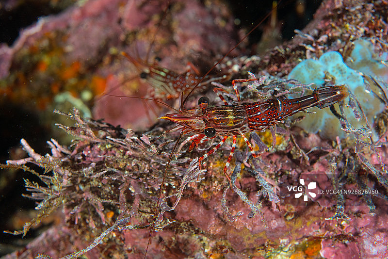 珊瑚旁的条纹虾，塞舌尔，加拉帕戈斯群岛，厄瓜多尔，南美洲图片素材