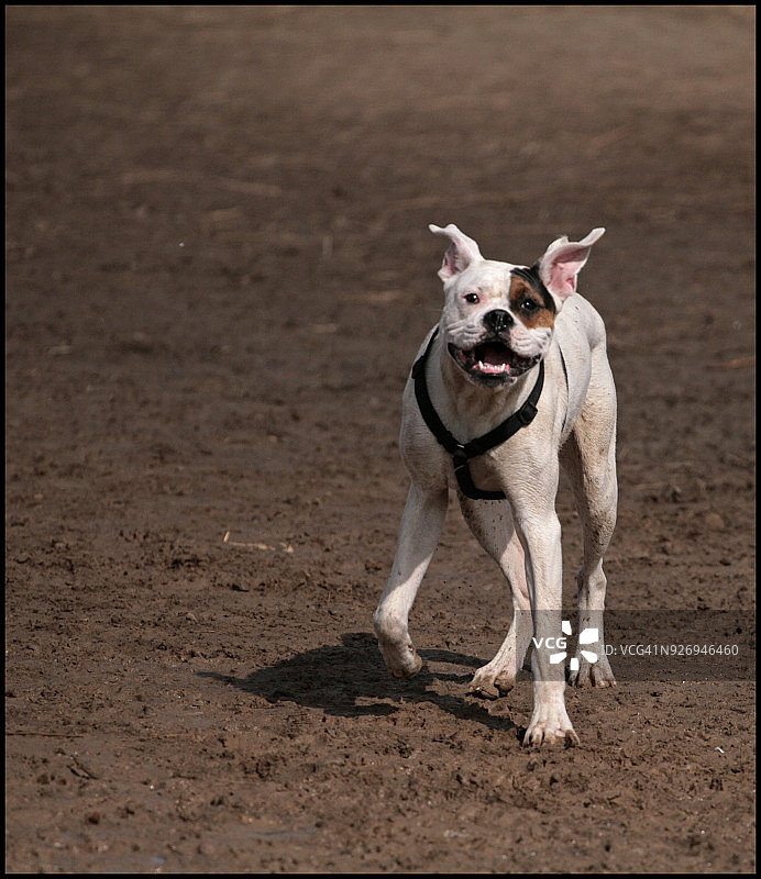 美国斗牛犬图片素材