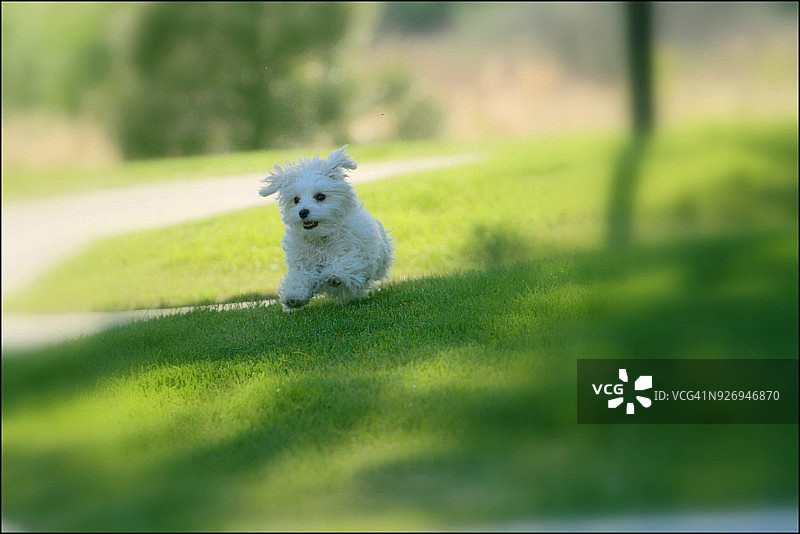 在绿草地上奔跑的马尔济斯犬幼犬图片素材