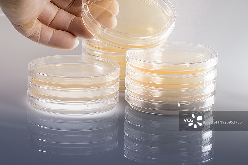 培养皿和细菌培养图片素材