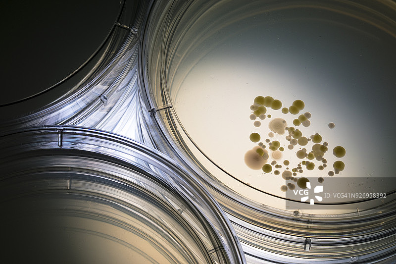 培养皿和细菌培养图片素材