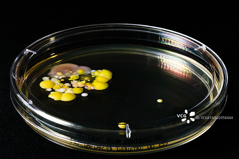 培养皿和细菌培养图片素材
