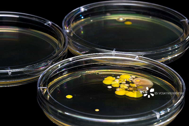培养皿和细菌培养图片素材