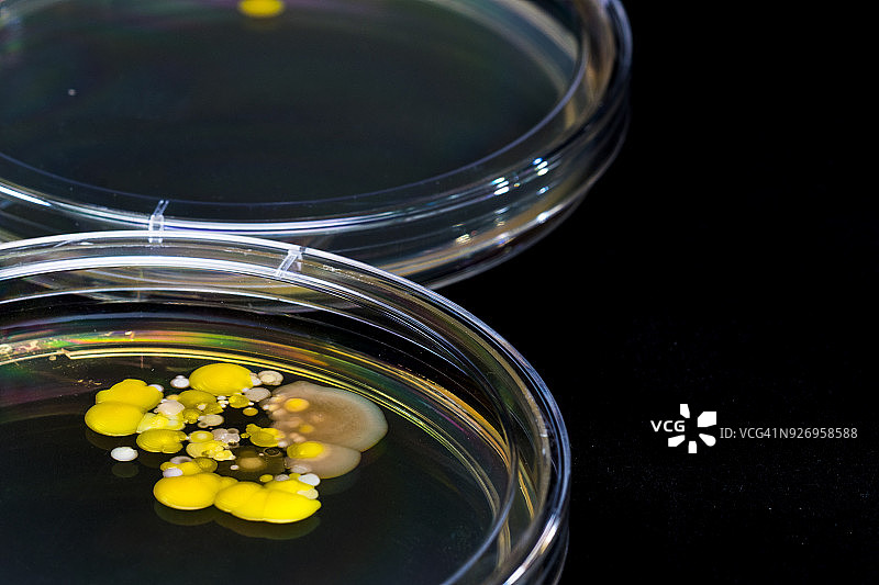 培养皿和细菌培养图片素材