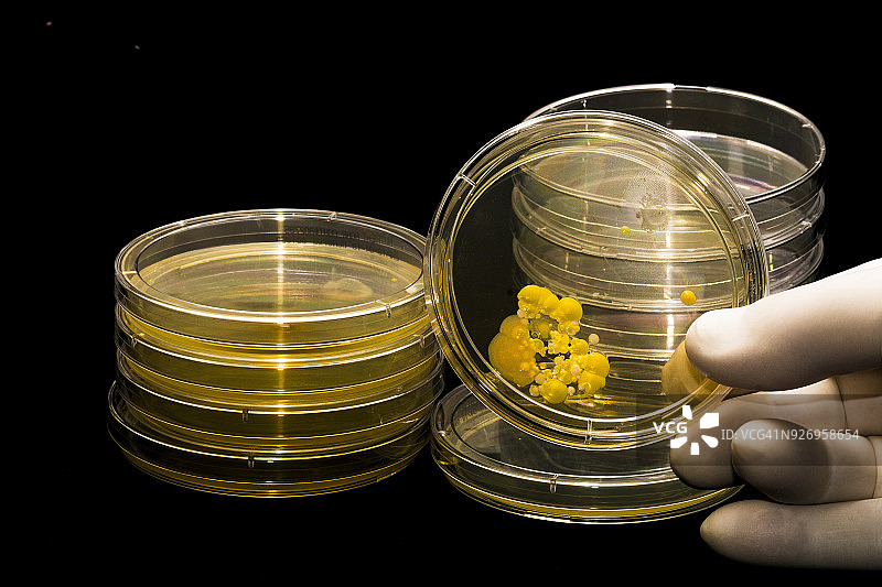 培养皿和细菌培养图片素材